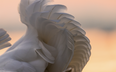 Flügelabend Rupperswil